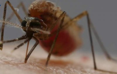 malaria 400x255 - Sobe para 106 o número de casos confirmados de malária no ES