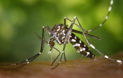 mosquito 1 400x255 - Casos de chikungunya aumentam e Cachoeiro reforça combate a mosquito