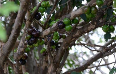 Extrato da casca da jabuticaba 400x255 - Extrato da casca de jabuticaba combate pré-diabetes