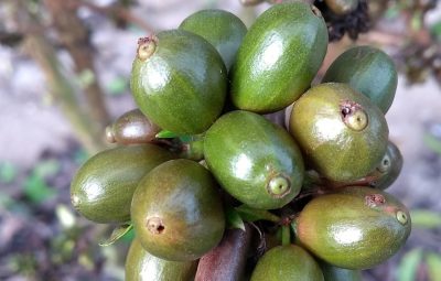 cafe 400x255 - Exportações globais de café verde caíram 14,2% em janeiro, diz OIC