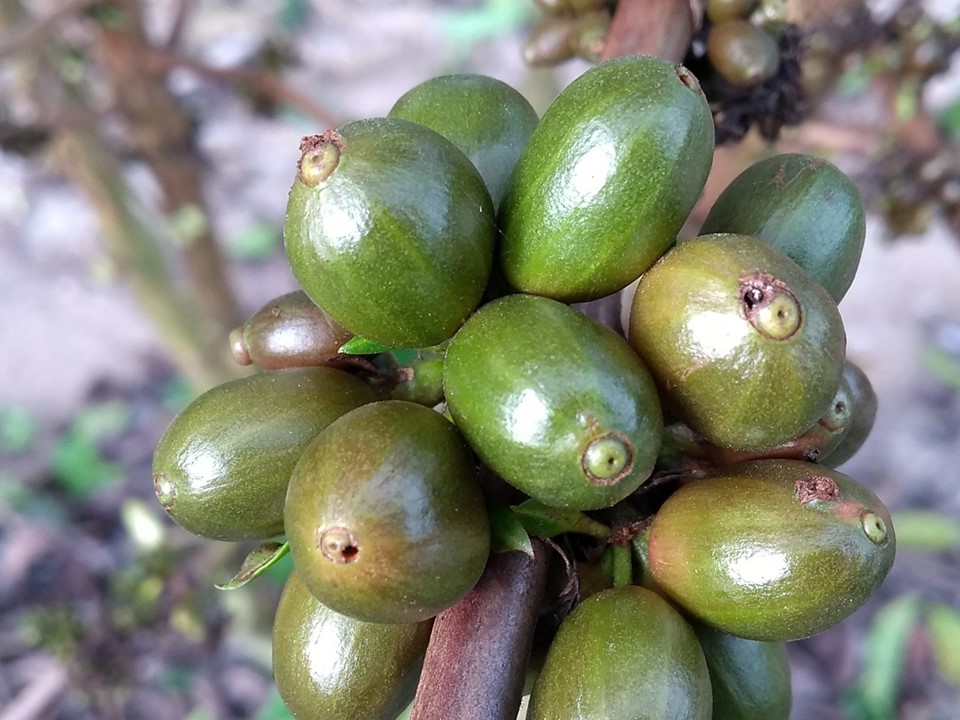 Exportações globais de café verde caíram 14,2% em janeiro, diz OIC