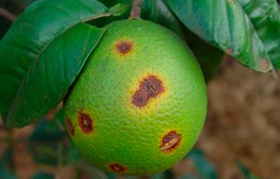 pragas 400x255 - Prefeitura promove palestras sobre pragas e doenças de citros