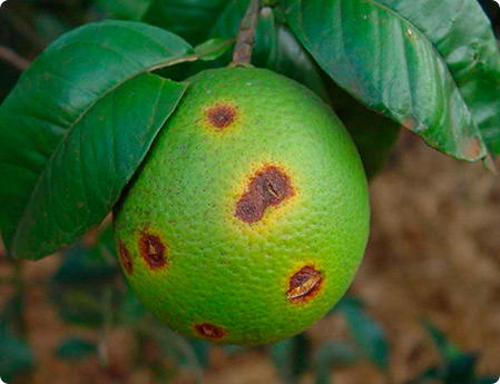 Prefeitura promove palestras sobre pragas e doenças de citros