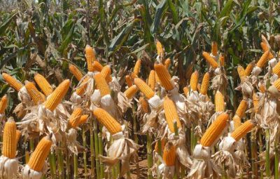 milho 400x255 - Conab estima safra de grãos em 233,3 milhões de toneladas