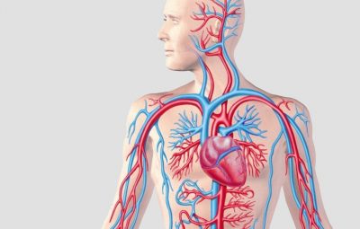 arterias 400x255 - Idade das artérias pode ser diferente da idade biológica do paciente