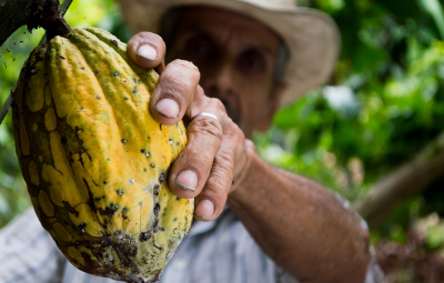 cacau 400x255 - Refin-Agropecuário 2019 facilita a regularização de dívidas de produtores rurais