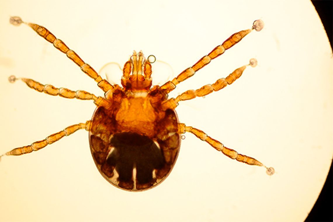 Sobem para 32 os casos notificados de febre maculosa em Contagem