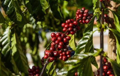 Café Conilon 400x255 - Café/Cepea: Arábica inicia março com fortes oscilações de preço