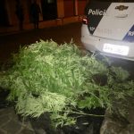 release 105 b 150x150 - 10ª CIA IND APREENDE ARMAS E MAIS DE 300 PÉS DE MACONHA EM ALFREDO CHAVES