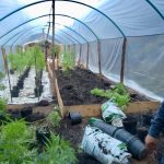 release 105 c 1 150x150 - 10ª CIA IND APREENDE ARMAS E MAIS DE 300 PÉS DE MACONHA EM ALFREDO CHAVES