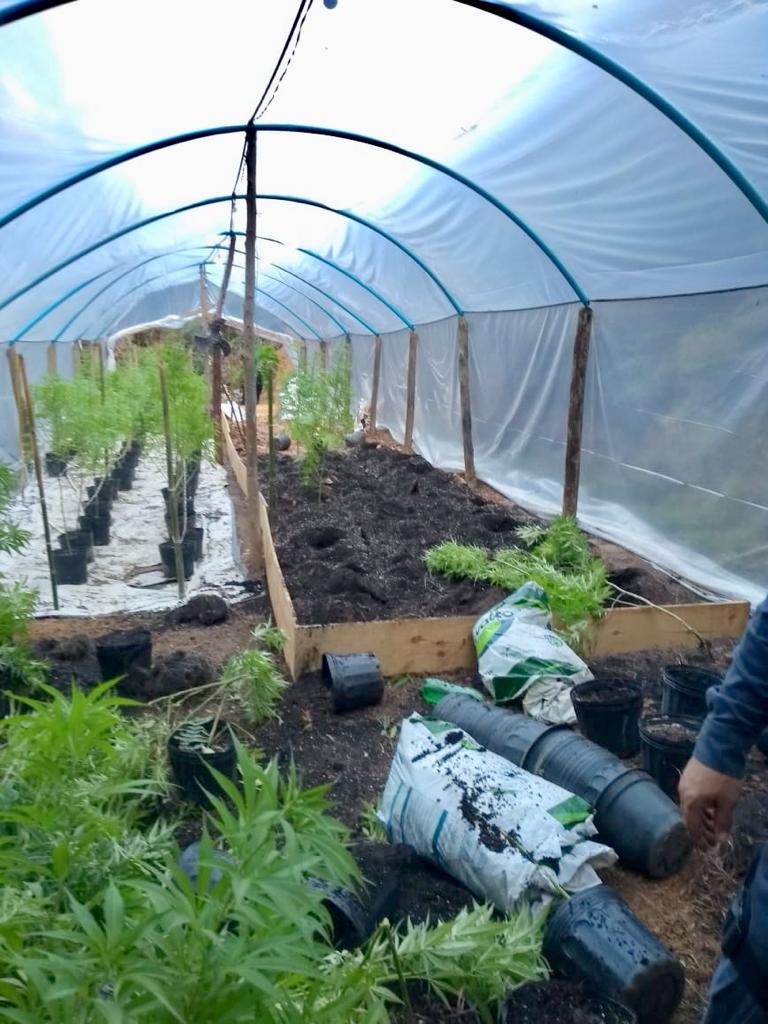 10ª CIA IND APREENDE ARMAS E MAIS DE 300 PÉS DE MACONHA EM ALFREDO CHAVES