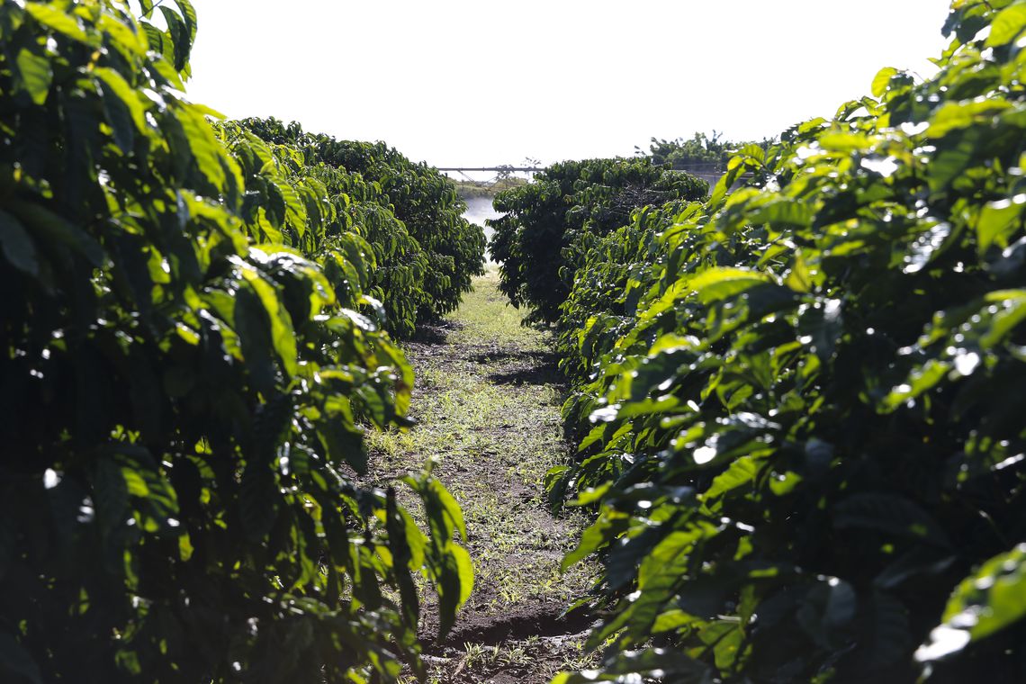 Recorde de frio e estiagem no ES podem prejudicar produção agropecuária