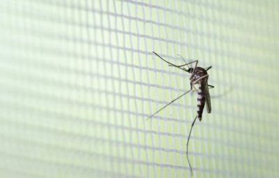 dengue 400x255 - ES tem cinco mortes por dengue nos primeiros três meses de 2020