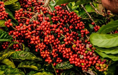 CAFE 400x255 - Café: Brasil exporta volume recorde de 45,6 milhões de sacas na safra 2020/21