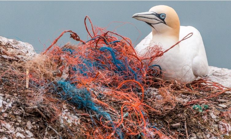 Poluição de plásticos em oceanos pode triplicar até 2040, alerta estudo