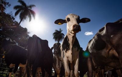 febre aftosa 400x255 - Começa hoje segunda etapa da vacinação contra febre aftosa