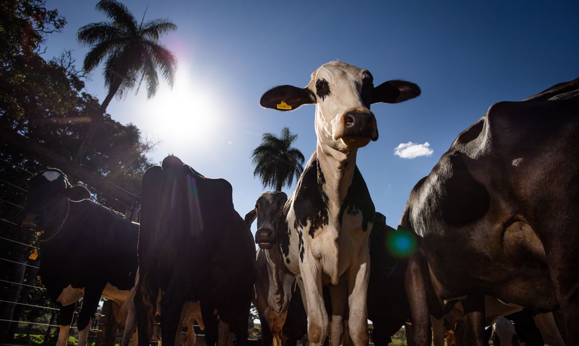 Começa hoje segunda etapa da vacinação contra febre aftosa