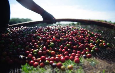 cafe 400x255 - Serasa Experian e Cecafé firmam parceria para mitigar riscos no mercado cafeeiro