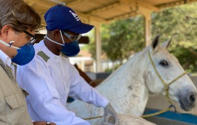 cavalos soro 0 400x255 - Anvisa autoriza a realização de testes de soro anticovid em humanos