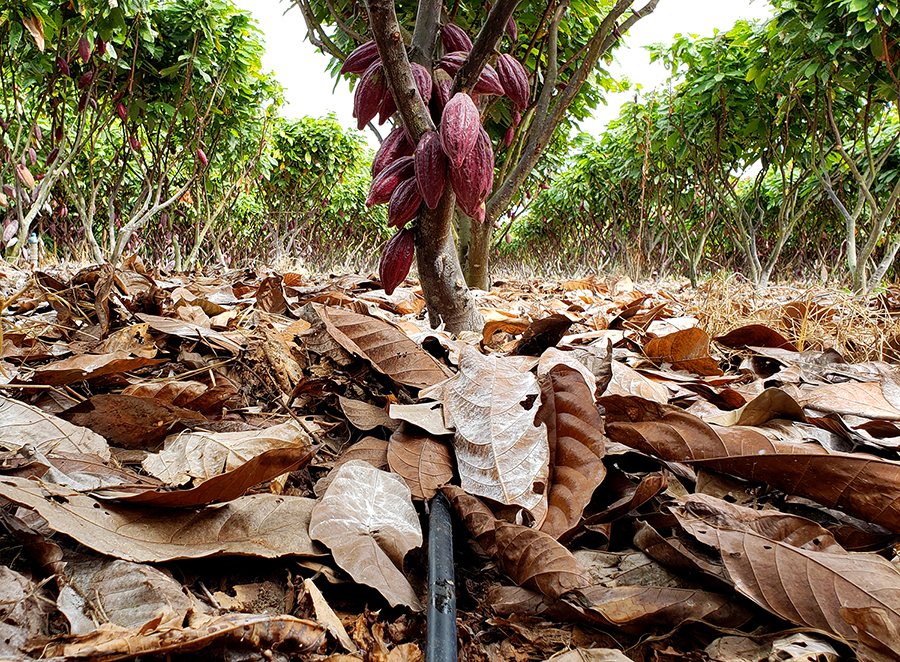 Dia da Agricultura Irrigada: gotejamento contribui para melhoria da qualidade de culturas do ES