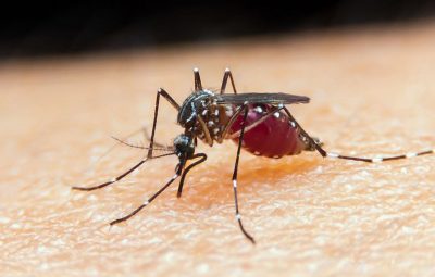 malaria mosquito anopheles260420212826 400x255 - China erradica malária depois de 70 anos de luta contra a doença