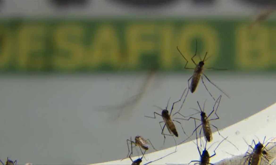 Casos de dengue em São Paulo este ano são o triplo do total de 2020