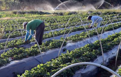 produtores 400x255 - Senado aprova auxílio para agricultores familiares