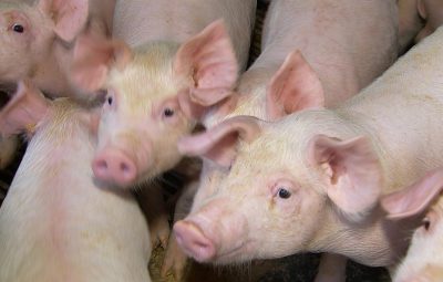 suino 400x255 - Ministério promove ação para evitar entrada da peste suína no país