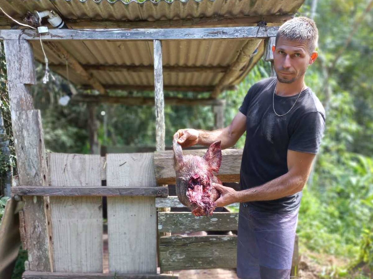 Agricultor flagra onça-pintada atacando uma porca no interior Espírito Santo