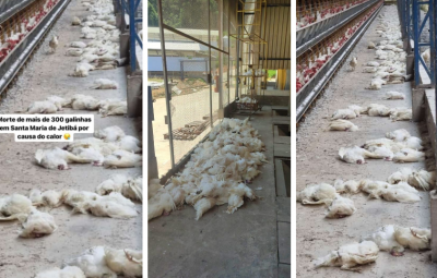 galinhada 400x255 - Mais de 300 aves morrem em Santa Maria de Jetibá devido a onda de calor