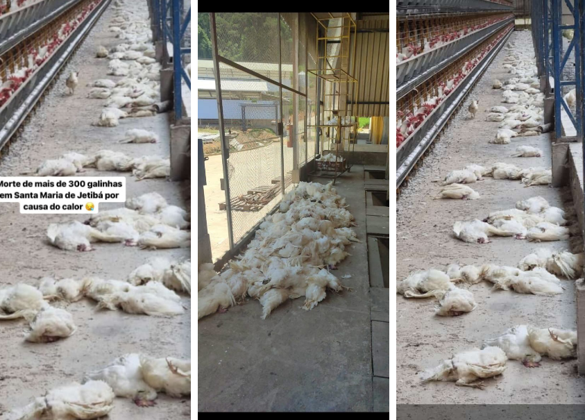 Mais de 300 aves morrem em Santa Maria de Jetibá devido a onda de calor