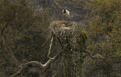 pantanal 400x255 - Biólogos tentam salvar fauna ameaçada pelo fogo no Pantanal