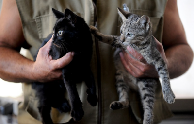 gatos 400x255 - Cadastro Nacional de Animais Domésticos já pode ser criado