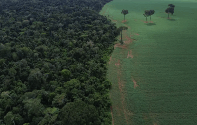 desmatamento 400x255 - Trópicos registram perda recorde de floresta primária
