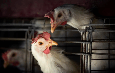 gripe aviaria 1 400x255 - China, UE e Argentina suspendem compras de carne de frango do Brasil