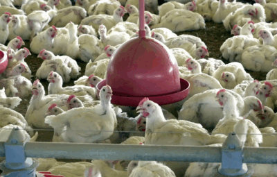 gripe aviaria 2 400x255 - Gripe aviária: tire suas dúvidas sobre doença que afeta aves