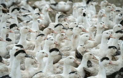 gripe aviaria 400x255 - Mortes de gansos e patos em zoológico no RS foram por gripe aviária