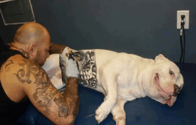 tatuagem em animais 400x255 - Governo sanciona lei que proíbe tatuagens e piercings em cães e gatos