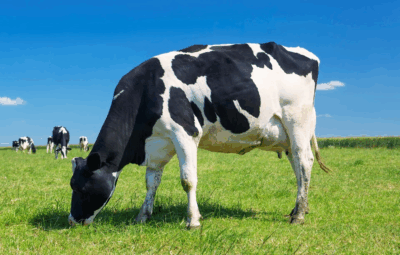 gado carne 400x255 - Espírito Santo fortalece pecuária com programas de fomento, genética e crédito rural