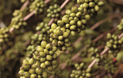 cafe 400x255 - Valor Bruto da Produção Agropecuária do Espírito Santo bate recorde histórico e chega a R$ 31,2 bilhões
