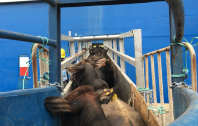 gado vivo 400x255 - Exportação de gado vivo dobra em 3 anos, mesmo com críticas de ambientalistas ao transporte