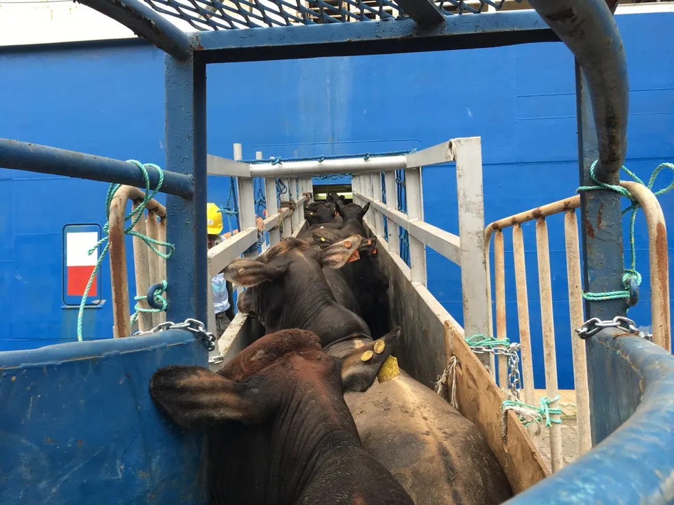 Exportação de gado vivo dobra em 3 anos, mesmo com críticas de ambientalistas ao transporte