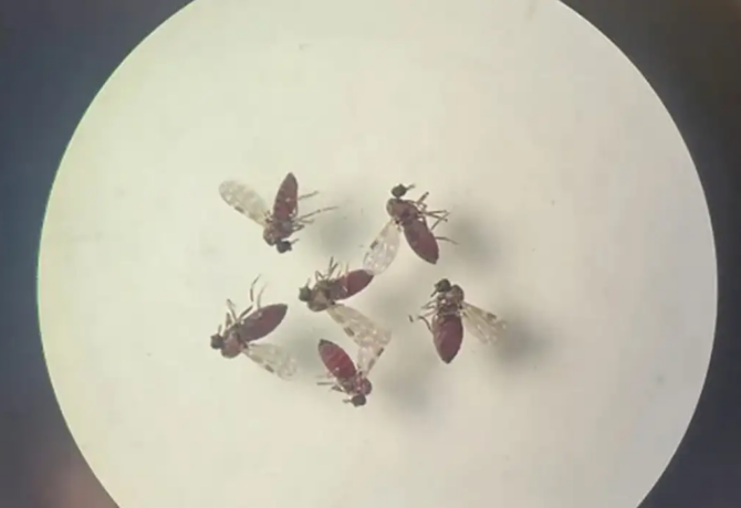 mosquito 670x460 - Estudo explica diferença de sintomas entre febre do Oropouche e dengue