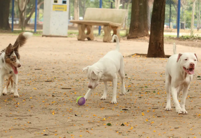 cachorro 670x460 - Lei torna crime exercício ilegal da medicina veterinária